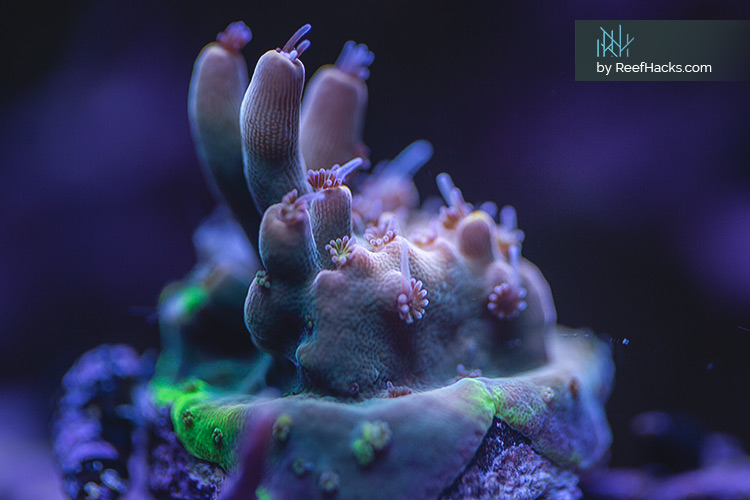 REEFER170_ReefHacks_014.jpg