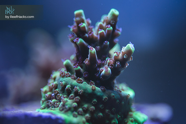 REEFER170_ReefHacks_015.jpg