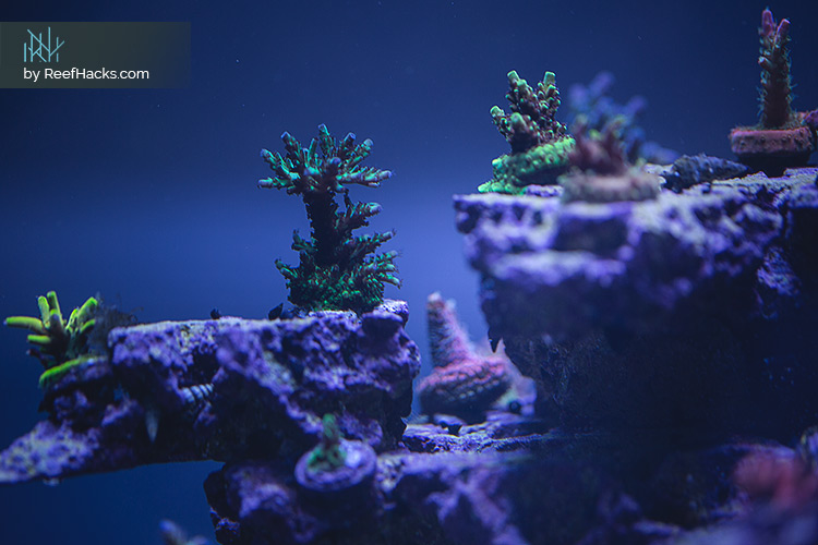 REEFER170_ReefHacks_CloseUP_001.jpg