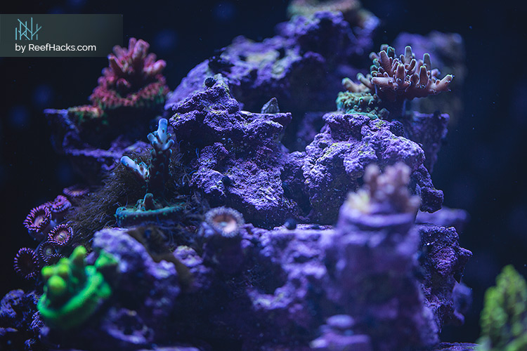 REEFER170_ReefHacks_CloseUP_002.jpg