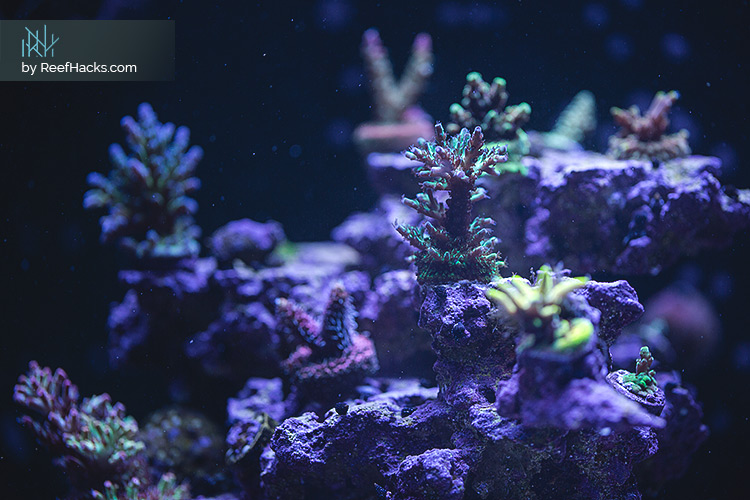 REEFER170_ReefHacks_CloseUP_003.jpg