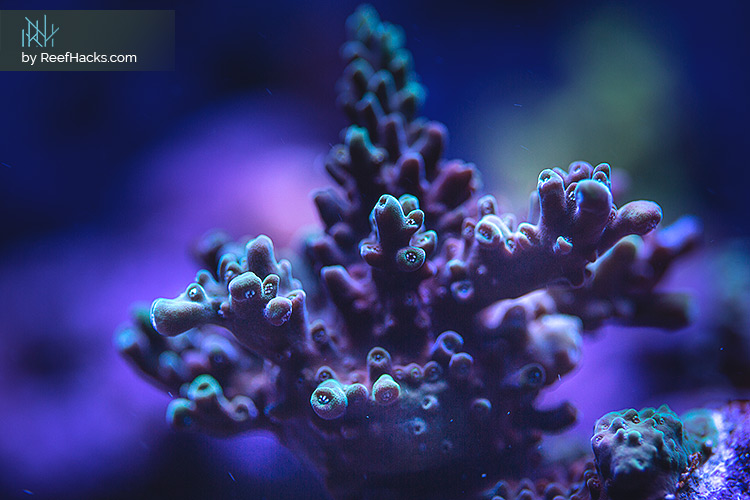 ReefHacks_003.jpg