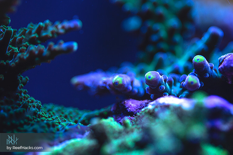 ReefHacks_004.jpg