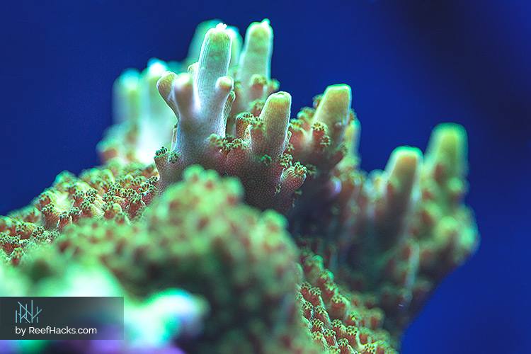 ReefHacks_006.jpg