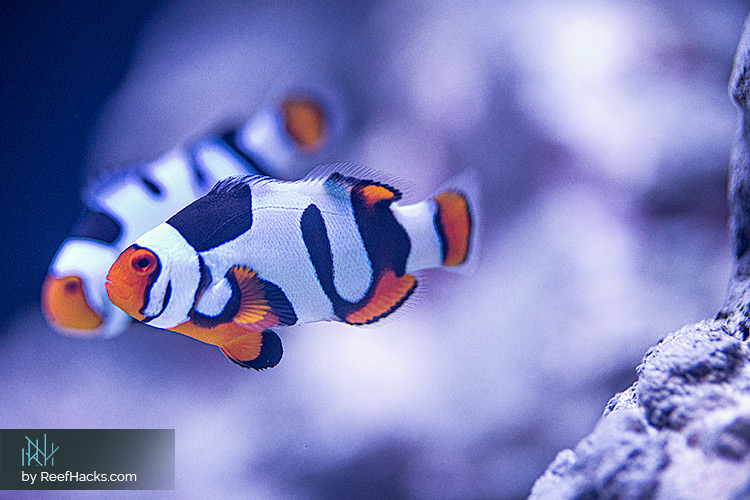 ReefHacks_Picasso_Clownfish_001.jpg