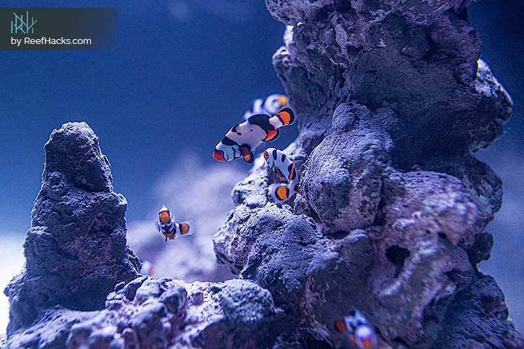 ReefHacks_Picasso_Clownfish_003.jpg