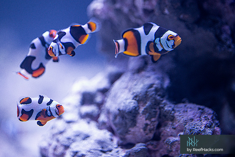 ReefHacks_Picasso_Clownfish_004.jpg