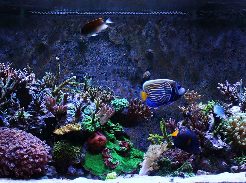 reefkinetics-aquarium.jpeg