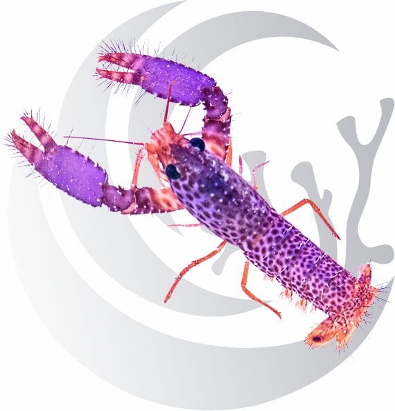 ReefLobster1212_1200x.jpg