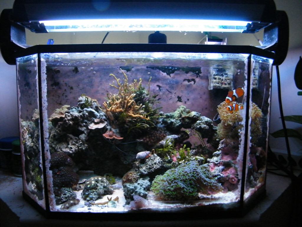 ReefSep17th2014.jpg