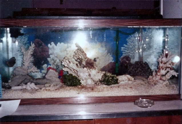 reeftank early 70.jpg