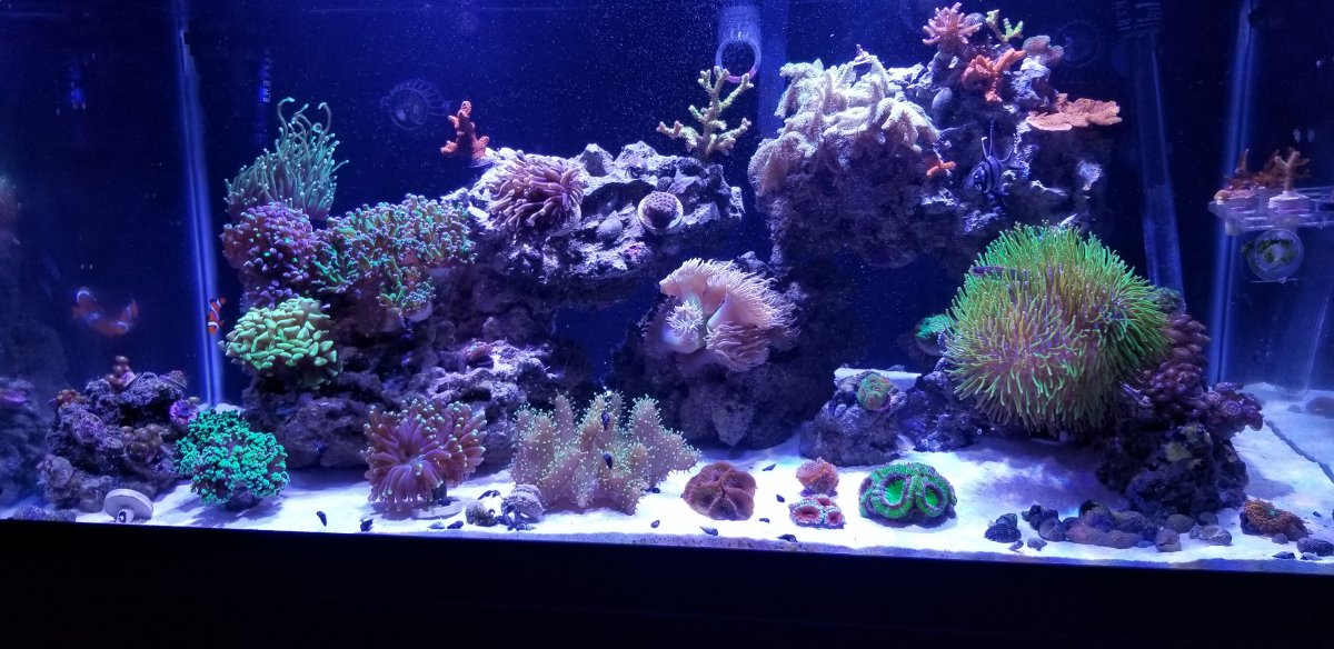 reeftank June 2019.jpg