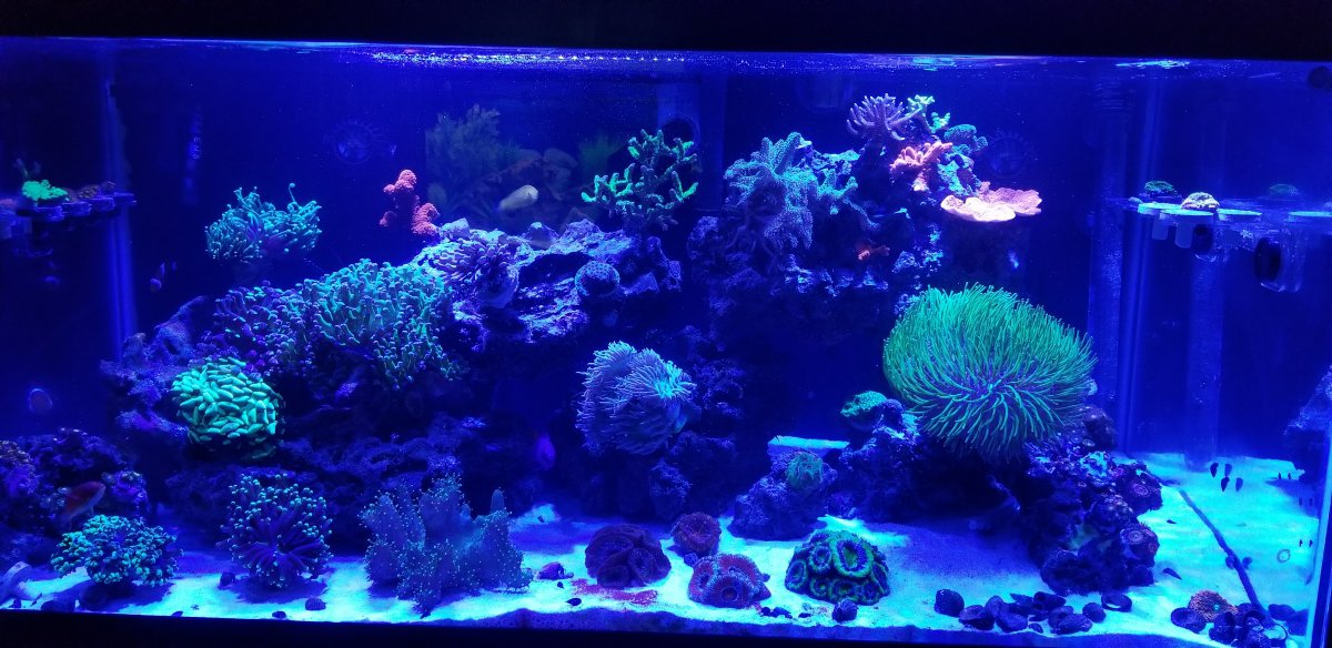 Reeftank81219.jpg