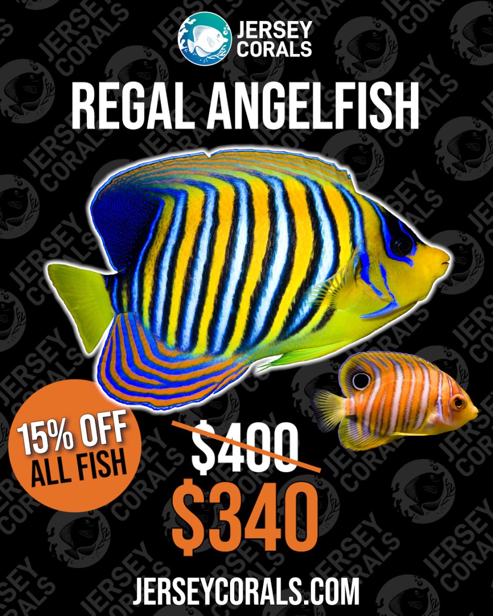 REGAL ANGELFISH.jpg