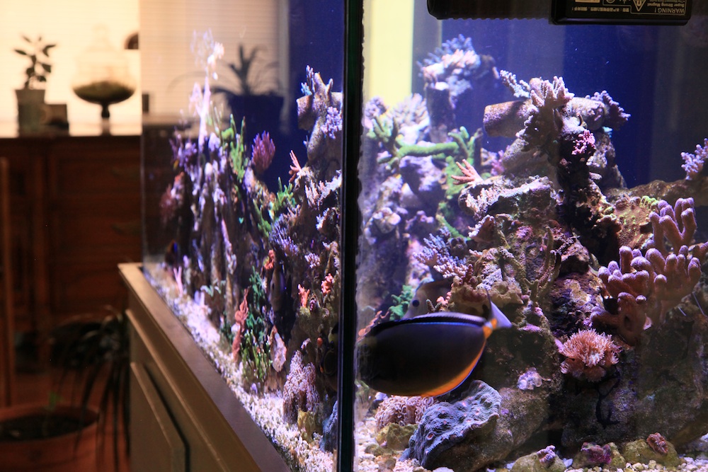 right side 2 of matt geldof 120 gallon reef aquarium.jpg