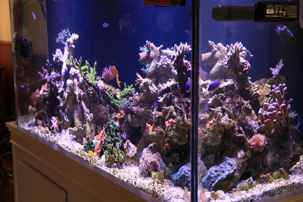 right side of matt geldof 120 gallon reef aquarium.jpg