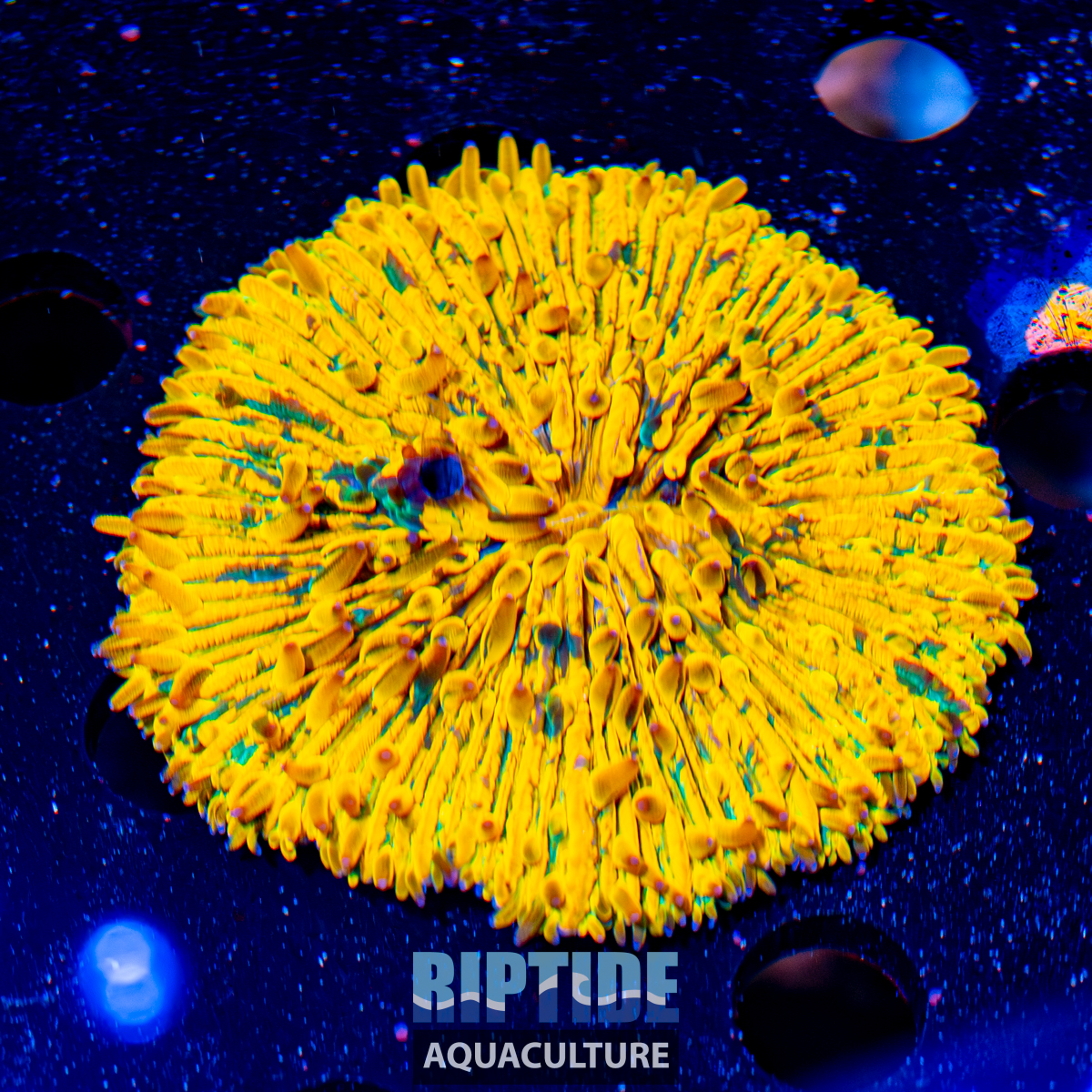 Riptideaquaculture --10.jpg