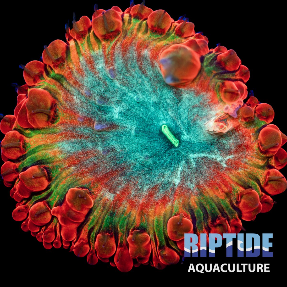 Riptideaquaculture -13-2.jpg