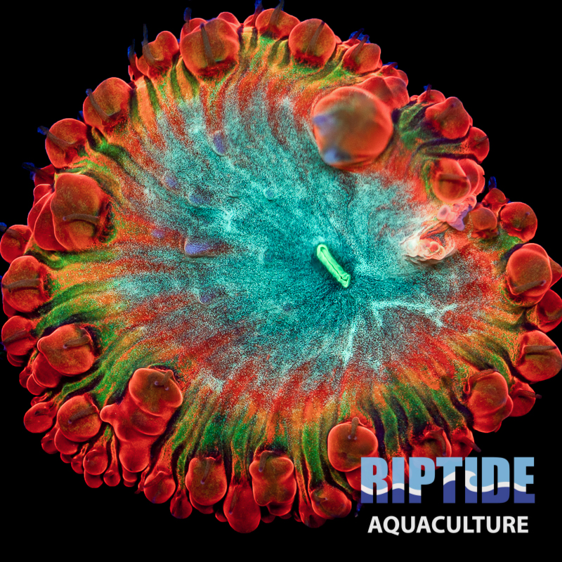 Riptideaquaculture -13.jpg