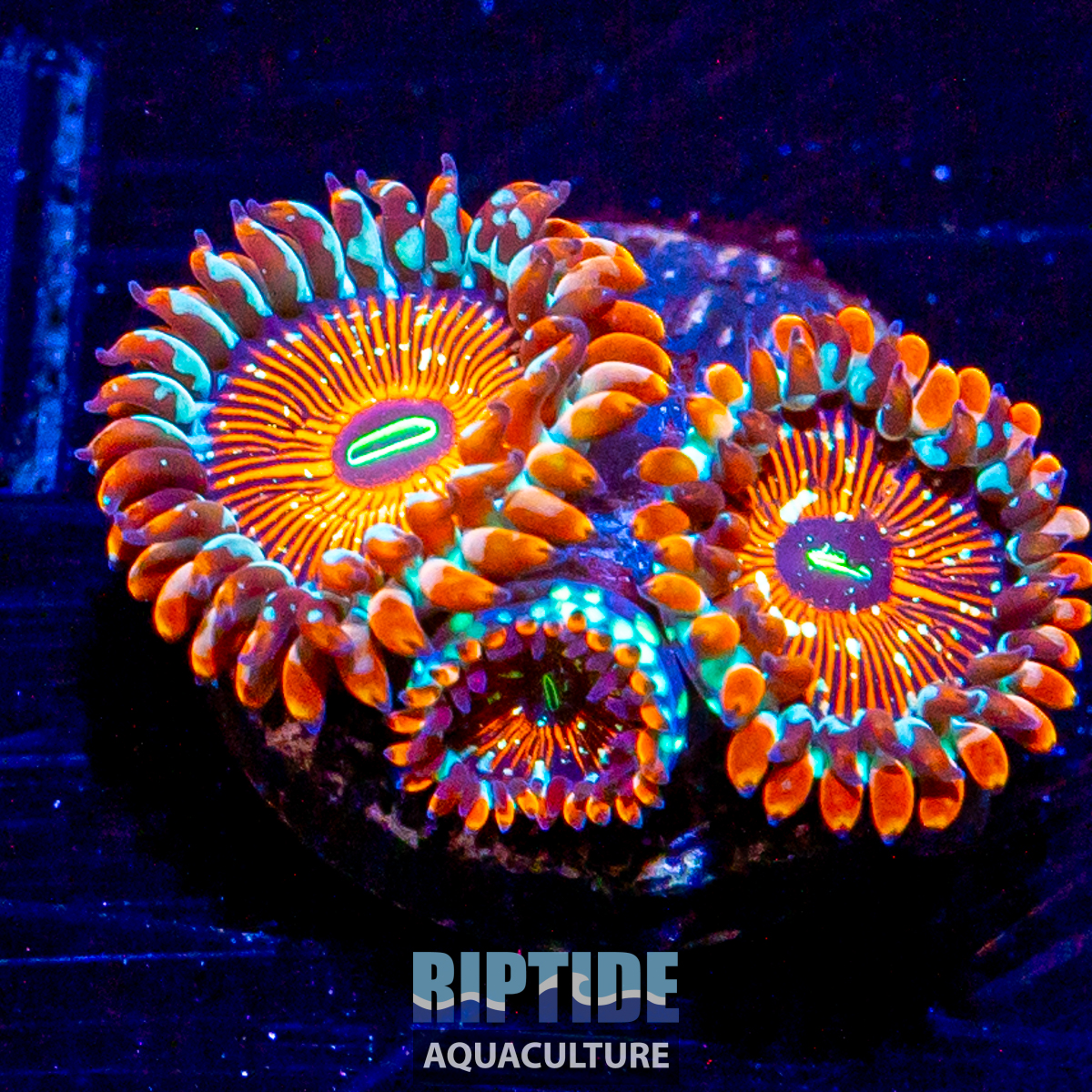 Riptideaquaculture -1508.jpg