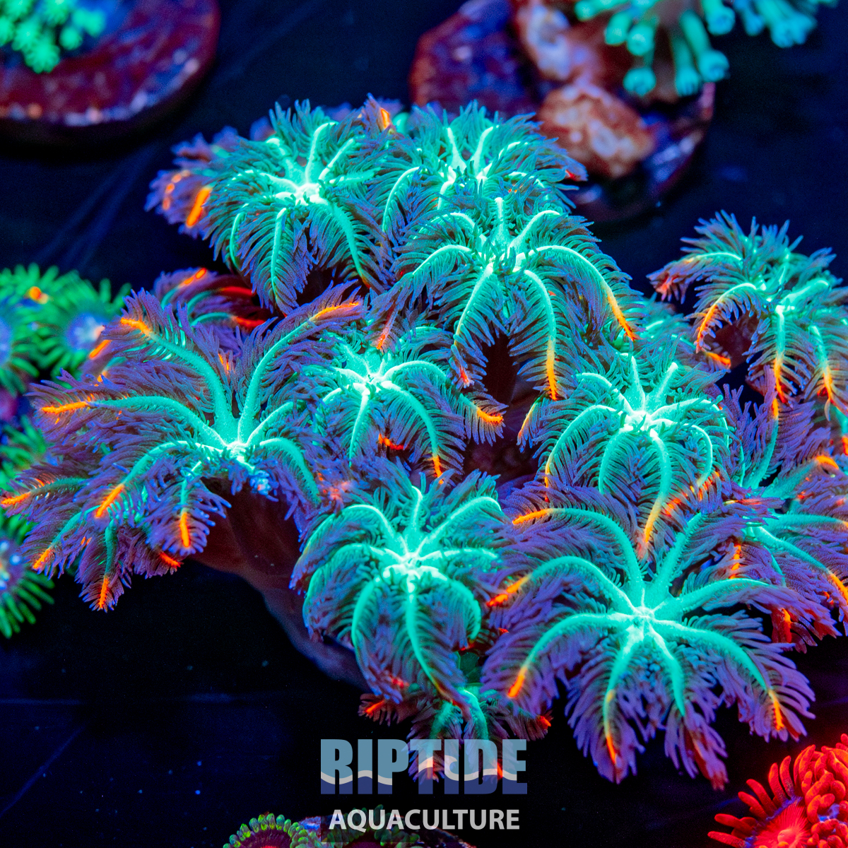 Riptideaquaculture --3.jpg