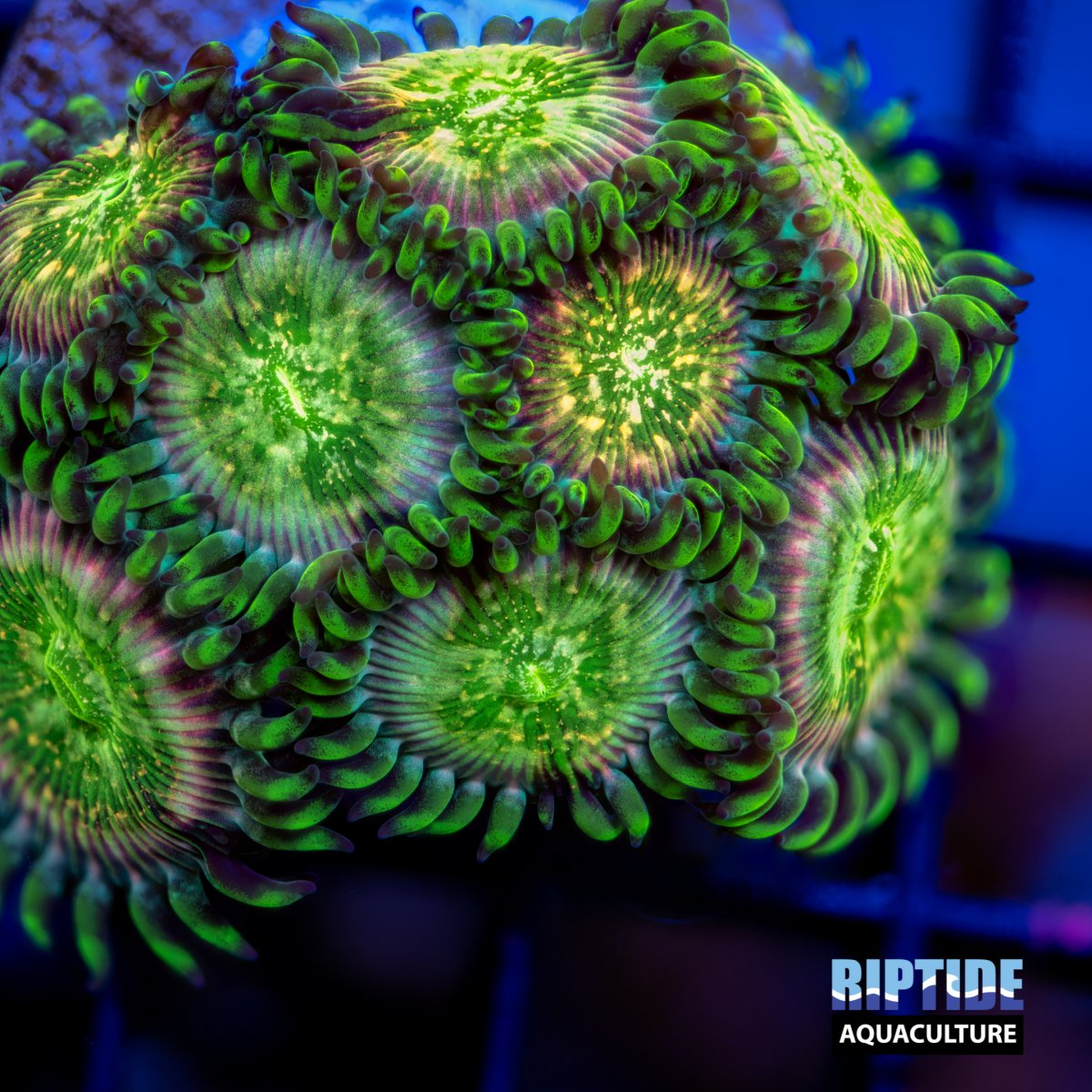 Riptideaquaculture --6.jpg