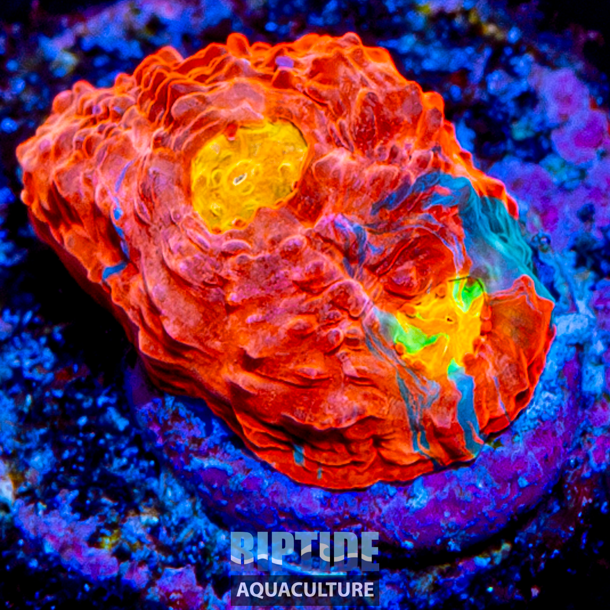 Riptideaquaculture --7.jpg