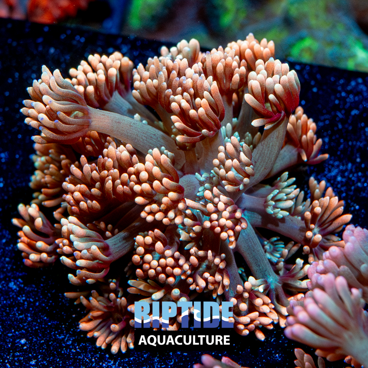 Riptideaquaculture --7.jpg