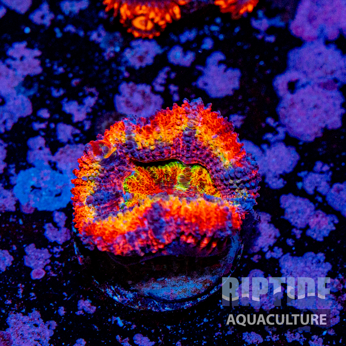 Riptideaquaculture -7860.jpg