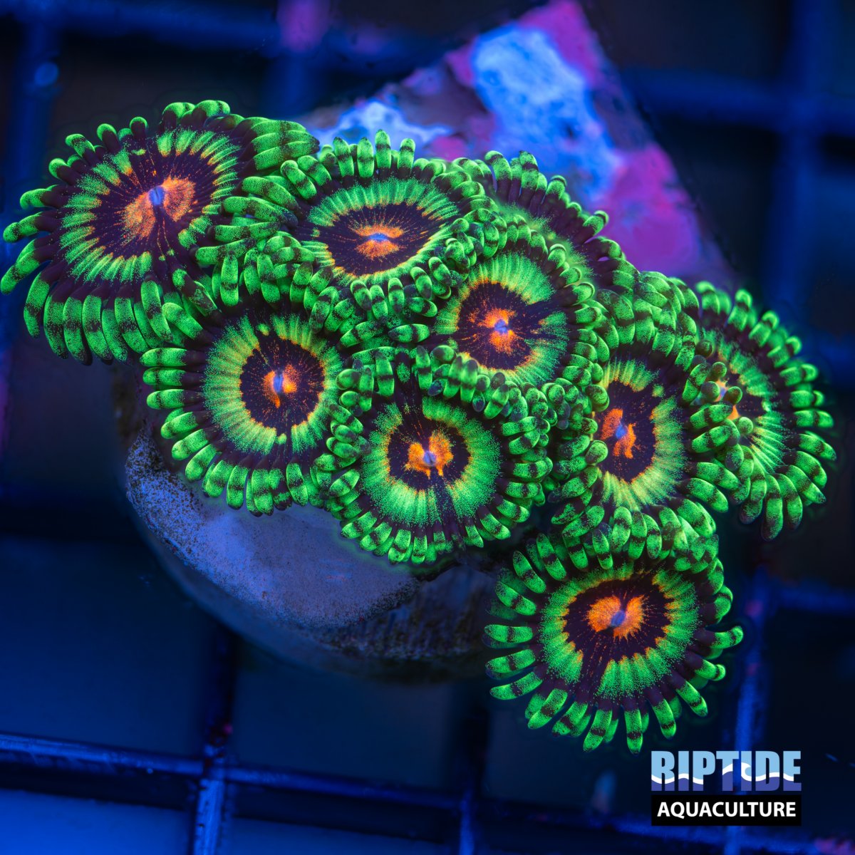 Riptideaquaculture --8.jpg