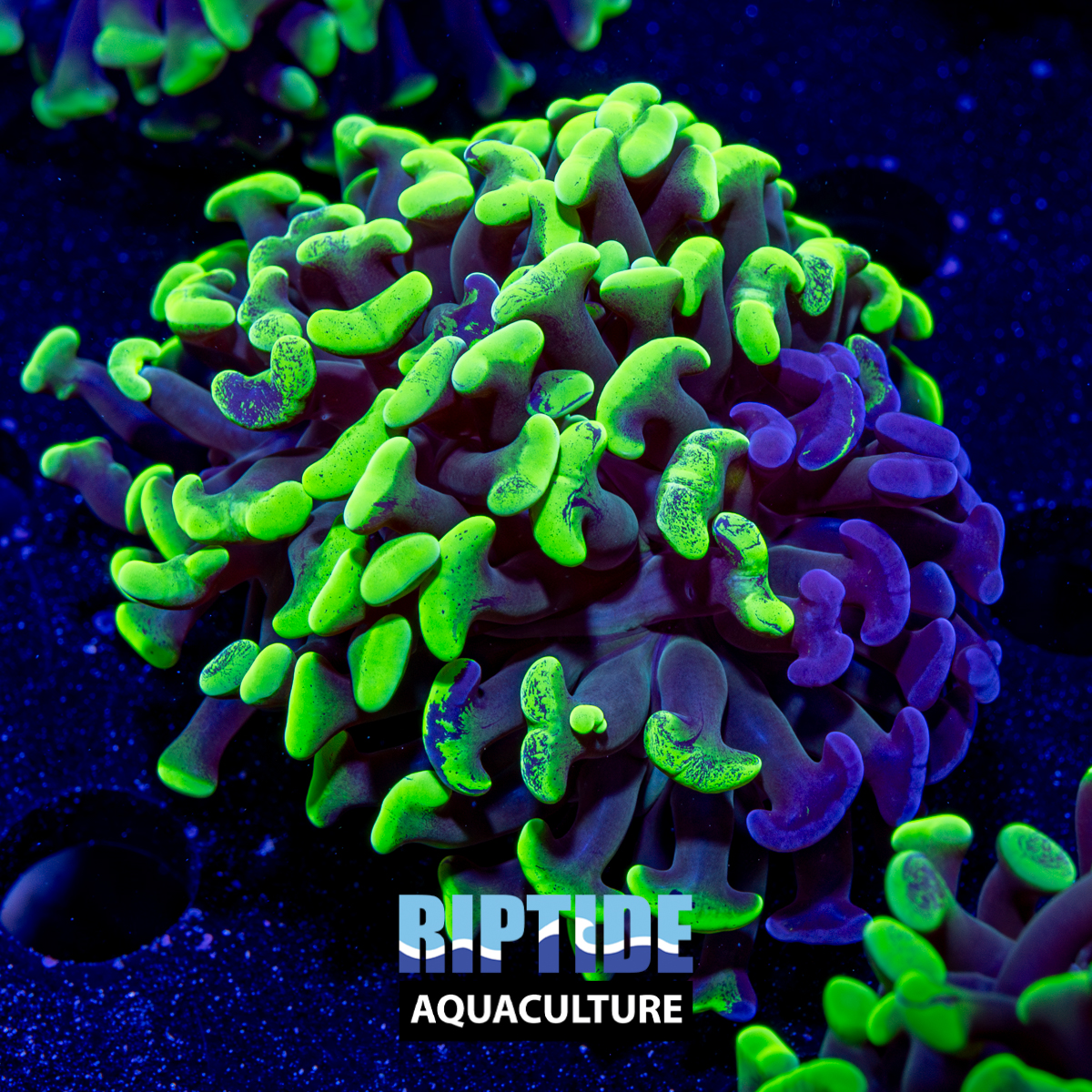 Riptideaquaculture --8.jpg