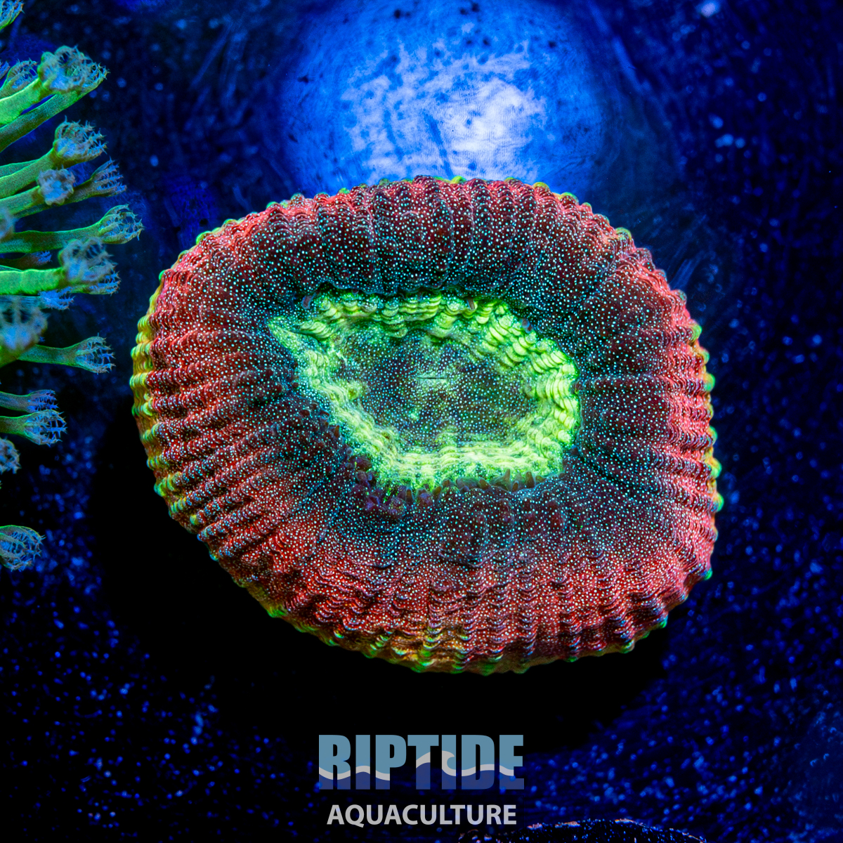 Riptideaquaculture --9.jpg