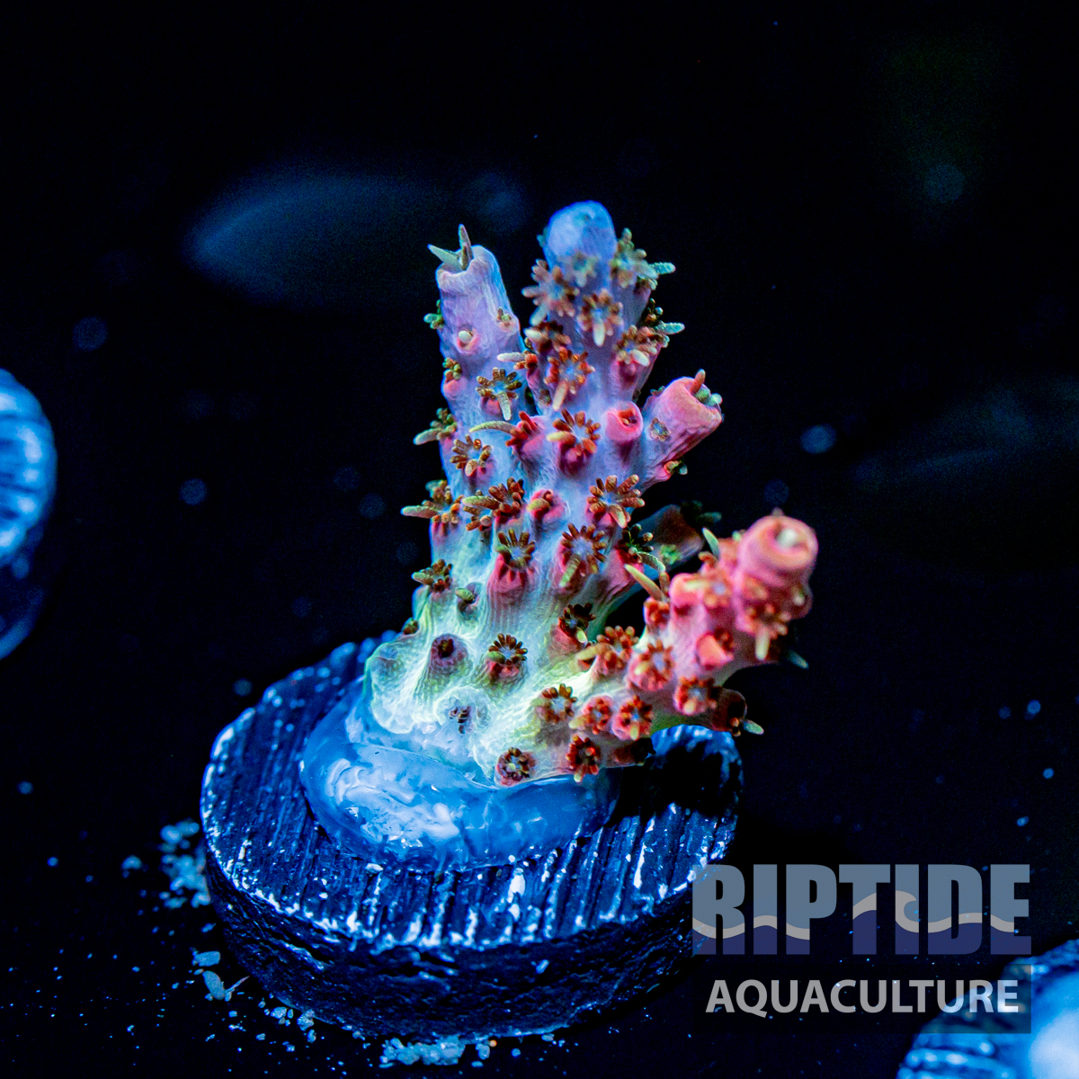 Riptideaquaculture -9514.jpg