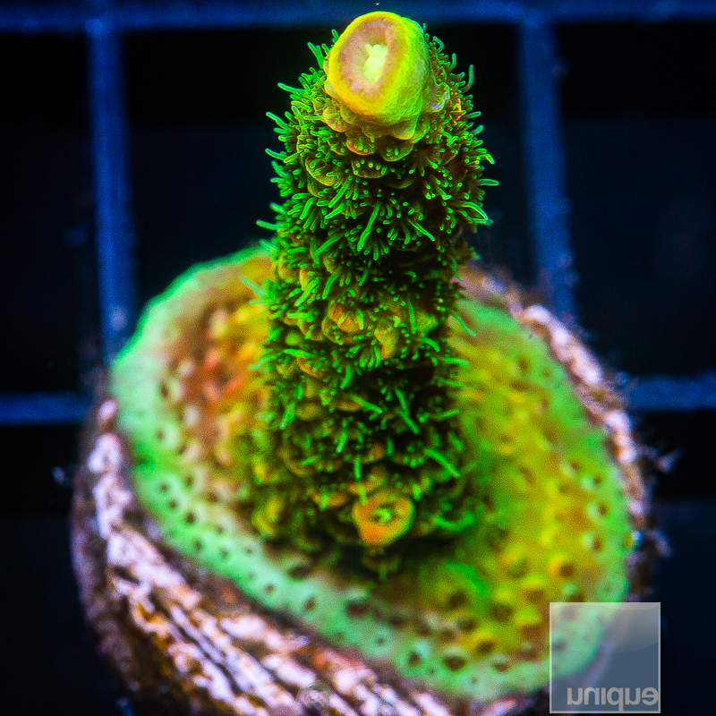 RMF Acid Trip Millepora 129 90.JPG