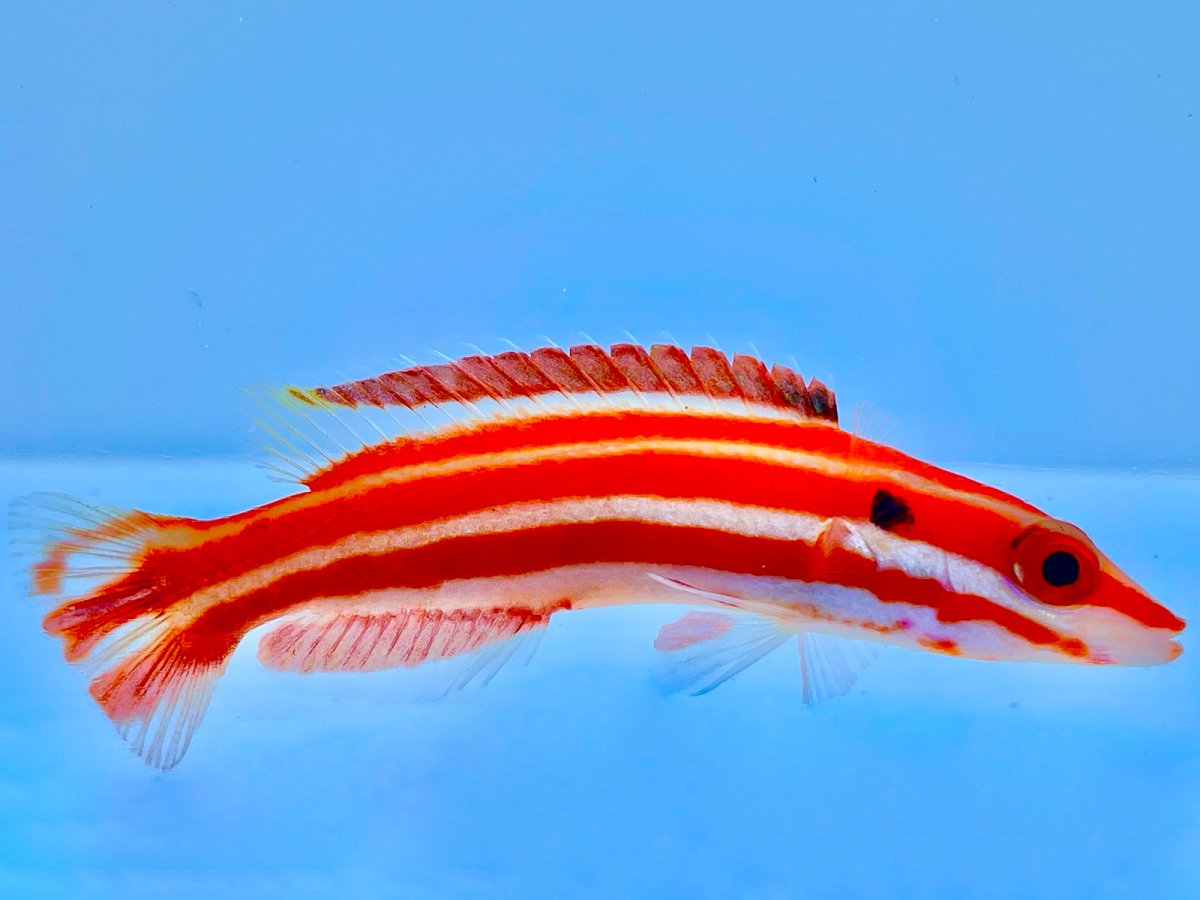 RMI Hogfish Med.jpg