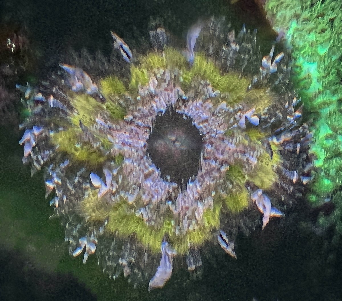 Rock Anemone.jpg