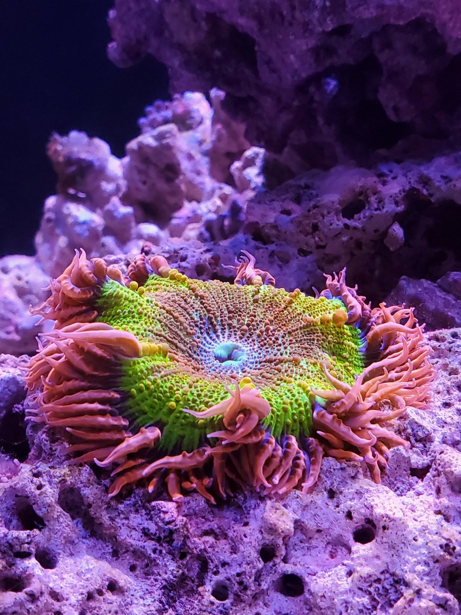 Rock Flower Anemone.jpg