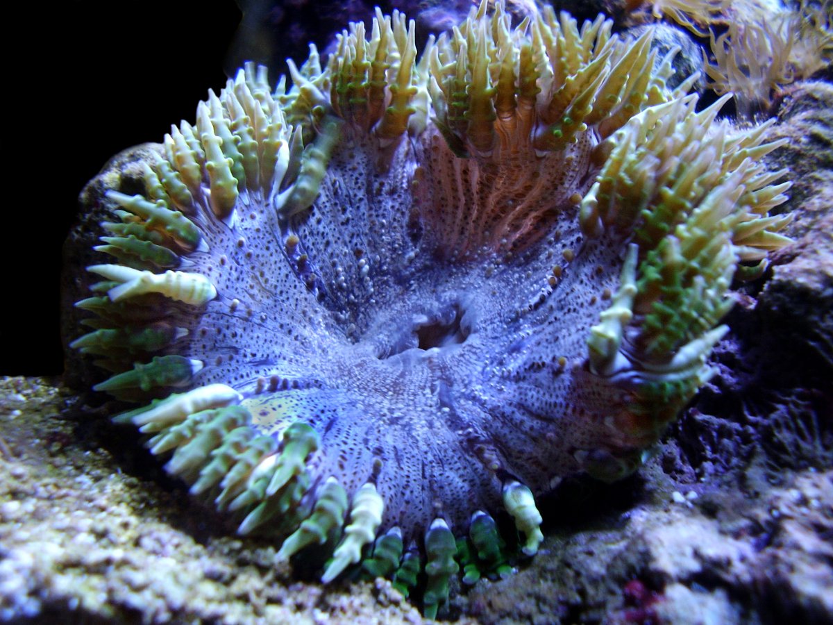 Rock_Flower_Anemone.jpg