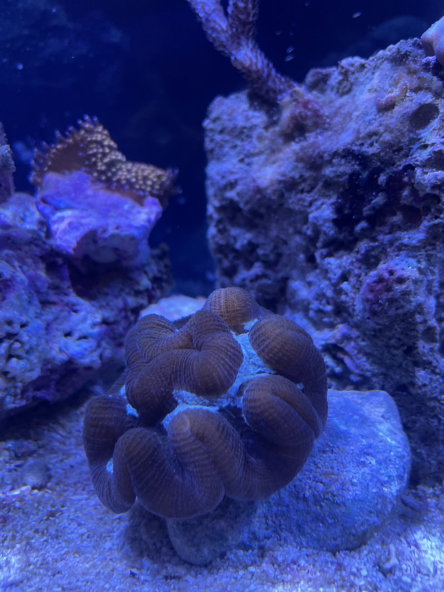 rosecoral.jpg