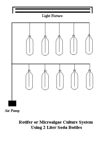 rotifer.jpg