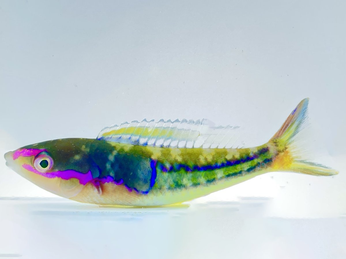 Royal pencil Wrasse.jpg