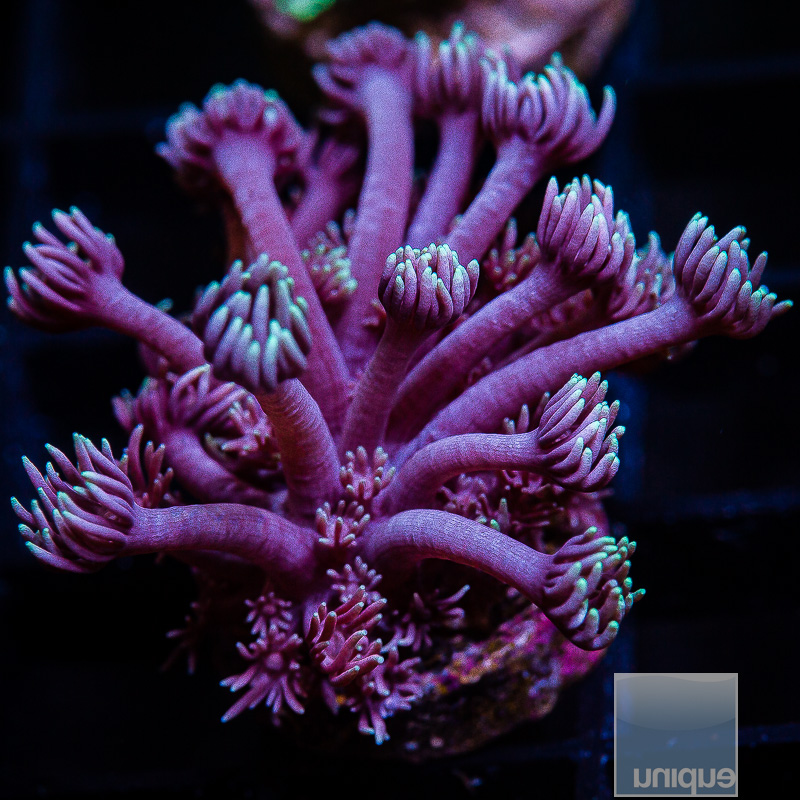 Royal Purple Goniopora 89 46.JPG