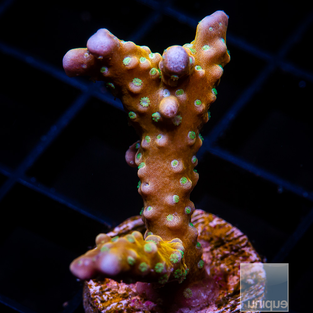 RR Goldenrod Anacropora 119 82.JPG