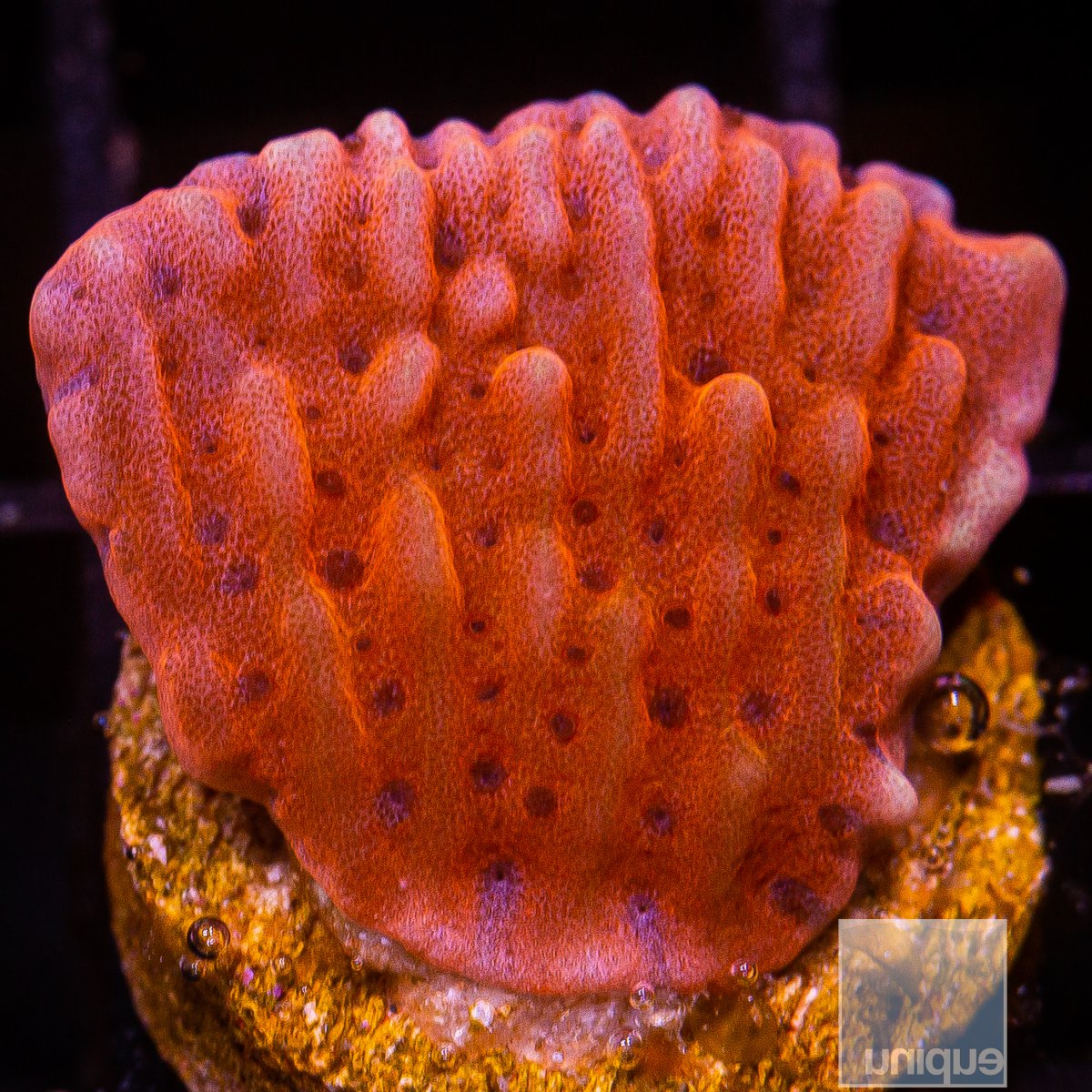 RR Nauti Spiral Montipora 44 21.JPG