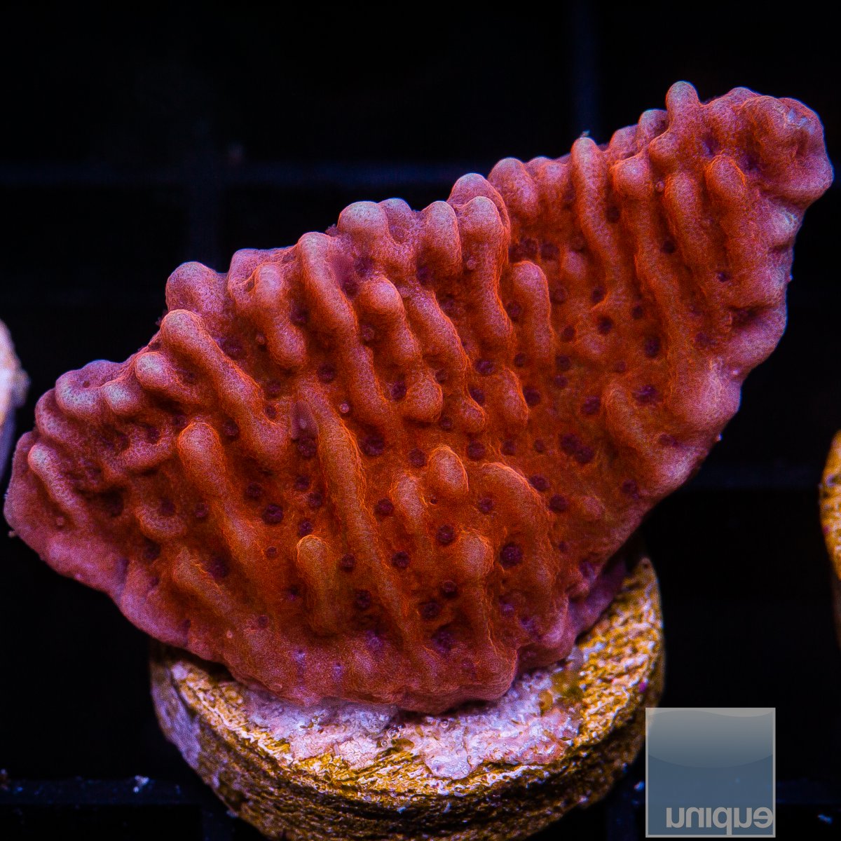 RR Nauti Spiral Montipora 59 26.JPG