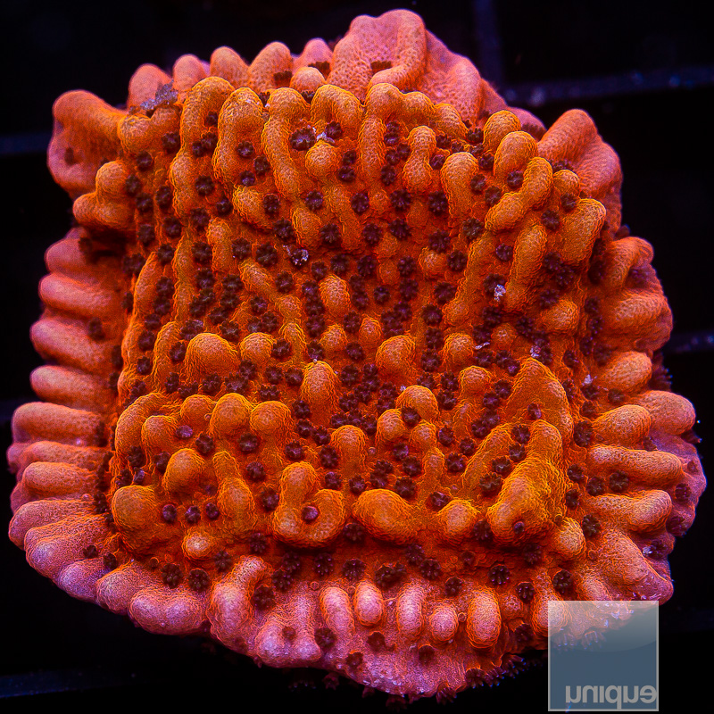 RR Nauti Spiral Montipora 59 36.JPG