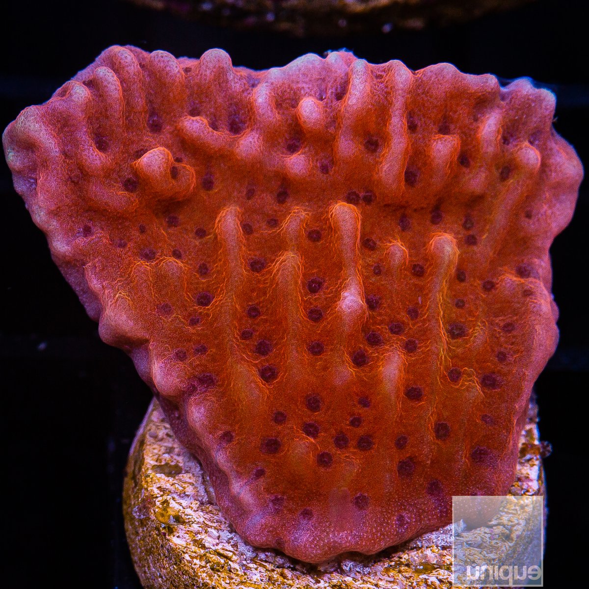 RR Nauti Spiral Montipora 59 36.JPG