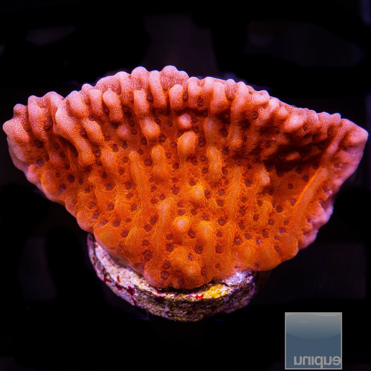 RR Nauti Spiral Montipora 59 36.JPG