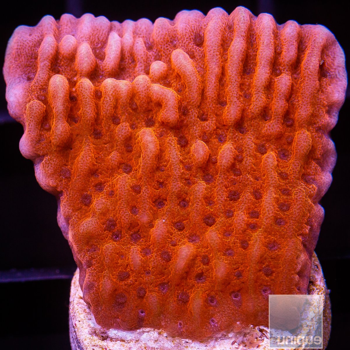 RR Nauti Spiral Montipora 59 36.JPG