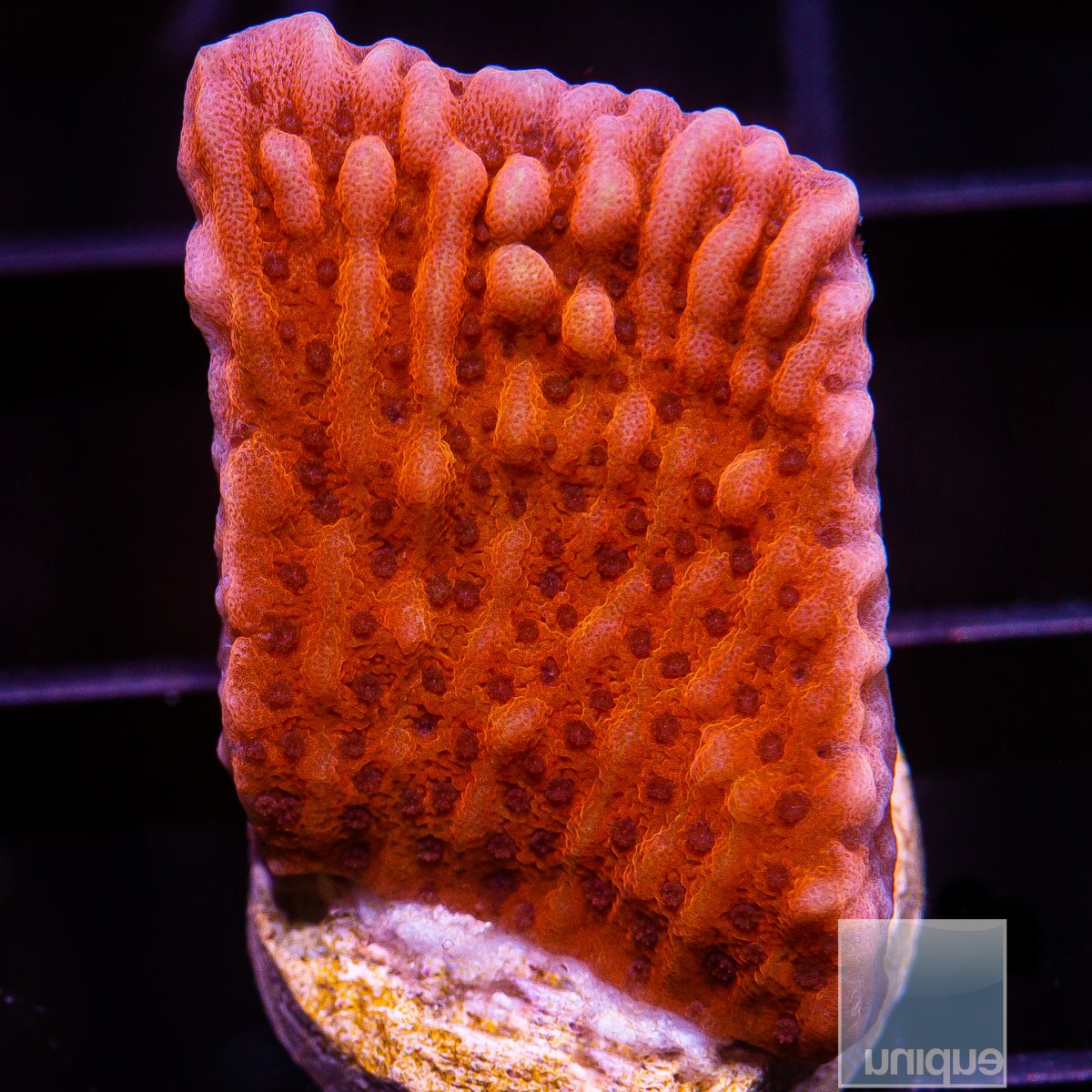 RR Nauti Spiral Montipora 59 42.JPG